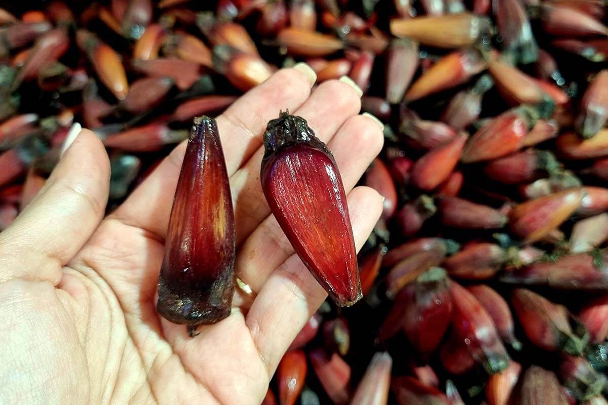 pinhao araucaria pine nuts - traditional-vegan-food-brazil